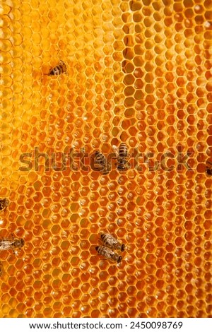 Frames of a beehive. Busy bees on the yellow honeycomb with open and sealed cells for sweet honey. Bee honey collected in the beautiful yellow honeycomb.