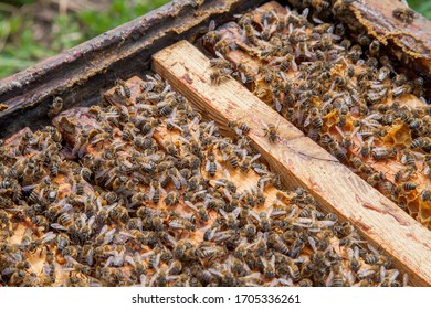 Frames of a beehive. Close up view of the opened hive body showing the frames populated by honey bees.