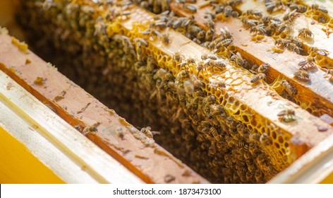 Frames of beehive. Close up view of opened hive body showing frames populated by honey bees. Nature, insects. Beekeeping,
