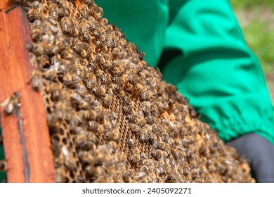 Frames of a beehive. Close up view of the working bees on honeycomb. Bees close up showing some animals and honeycomb structure.