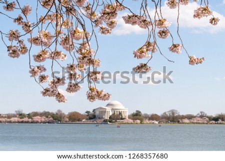 Framing view on Tidal Basin and Thomas Jefferson Memorial in spring during cherry blossom on branches festival with sakura trees blooming in Washington DC