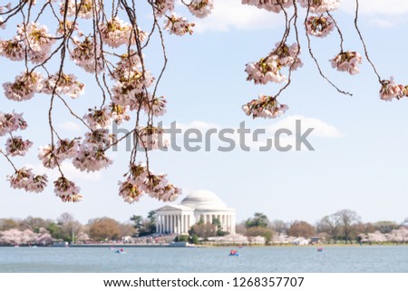 Framing view on Tidal Basin and Thomas Jefferson Memorial in spring during cherry blossom flowers on branches festival in Washington DC