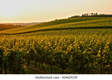 France, Bordeaux Vineyard