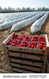 France, Gironde, May 2022: Box with ripe red strawberry while working on strawberry greenhouse field. High quality 4k footage
