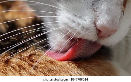 France, June 2020. A Tricolor Cat Licks Itself. The Cat's Tongue. Macro