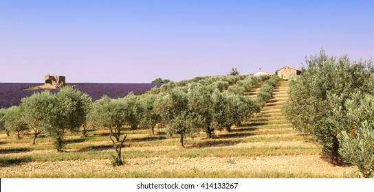 France, Landscape Of Provence: Olive Trees And Lavender Field 