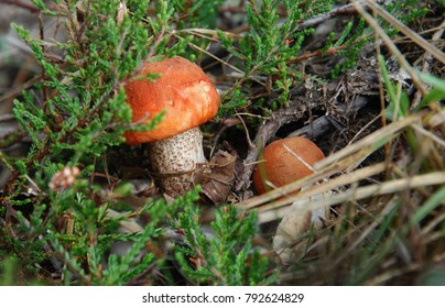 FRANCE, Langeais, 2017 :  Young Cep Hidden Under The Heather.