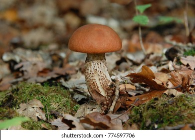 FRANCE, Langeais, October 2017 : Joli Jeune Cèpe, Attractive Young Cep.