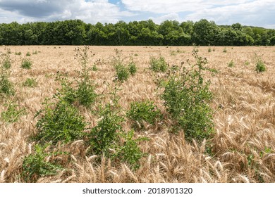 France, Normandy, July 2021. Weed, Invasion Of Thistles In A Wheat Field