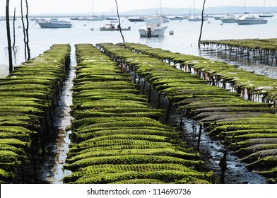 France, oyster farming on the coast of l Herbe