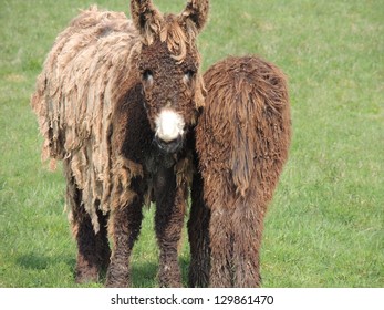 France, Poitou Donkey