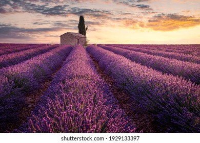 France, Provence, Valensole. A Little House Into Lavender Fields.