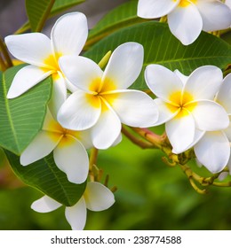 Frangipani