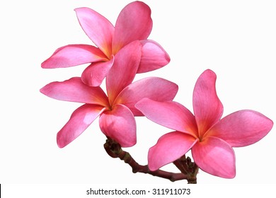 1,761 Pink champa flower Images, Stock Photos & Vectors | Shutterstock