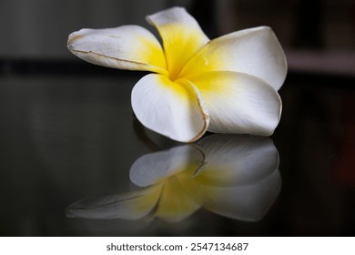 Frangipani flower fallen naturally on the coffee table reflecting in the glass surface - Powered by Shutterstock