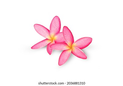 2,266 Frangipani family Images, Stock Photos & Vectors | Shutterstock