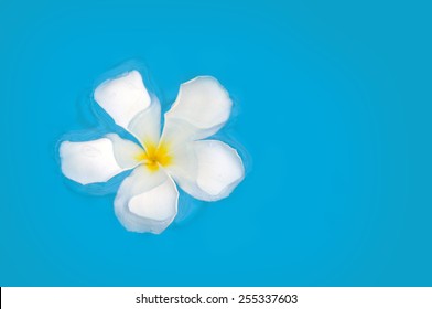 Frangipani Flower Floating - Float On Blue Water