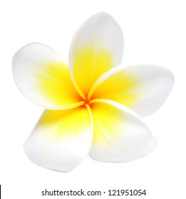 Frangipani Flower Isolated On White