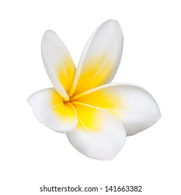 Frangipani Flower Isolated On White