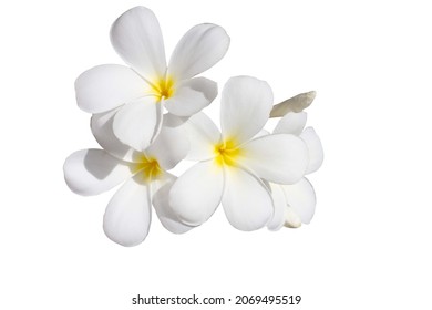 frangipani flower isolated on white - Powered by Shutterstock