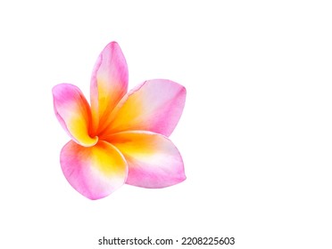 Frangipani Flower Isolated On White Background