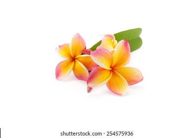 Frangipani Flower Isolated On White