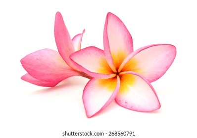 Blooming Pink Frangipani Plumeria Rubra Flowers Stock Photo 2136350933 ...