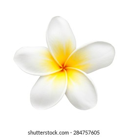 Frangipani Flower Isolated On White