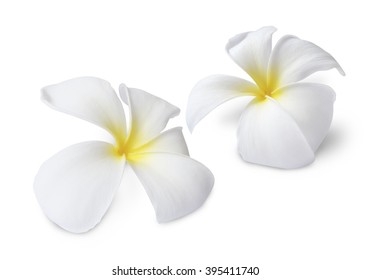 Frangipani Flower Isolated On White