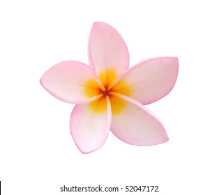 Frangipani Flower Isolated On White