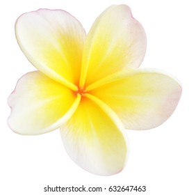 Frangipani-Blume einzeln auf weißem Hintergrund
