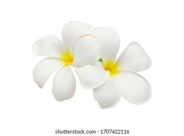 24,091 Tahiti Flower Images, Stock Photos & Vectors 