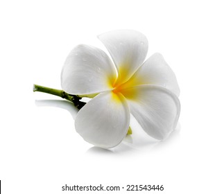 Frangipani Flower Isolated White Background