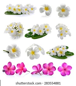 Frangipani Flower Isolated White Background