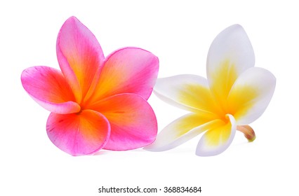 "plumeria Flower Lei" Images, Stock Photos & Vectors | Shutterstock