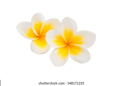 Frangipani Flower Isolated White Background