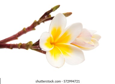 Frangipani Flower Isolated White Background