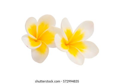 ハワイ 花 プルメリア の画像 写真素材 ベクター画像 Shutterstock