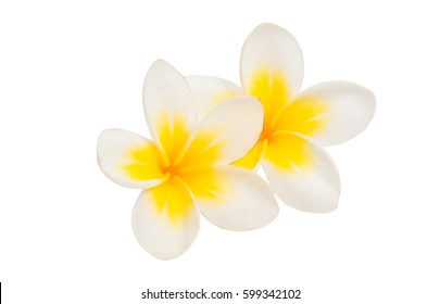 Frangipani Flower Isolated White Background