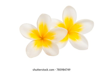 Frangipani Flower Isolated White Background