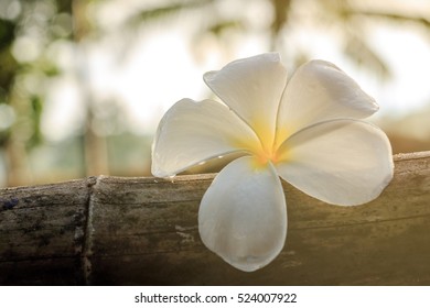 Frangipani flower on bamboo in the morning