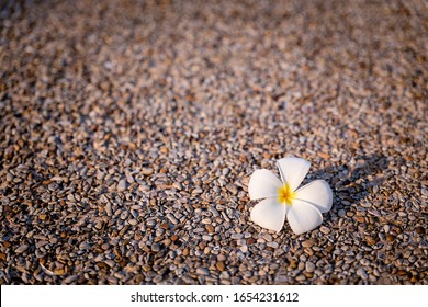 Frangipani Flower On Old And Dirty Cement Floor. White Plumeria Flowers On The Street