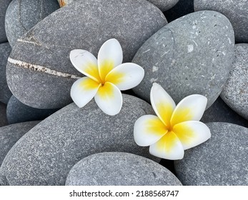 frangipani flower on pile of gray stone background