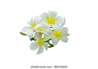 Plumeria Prangipani Flowers On White Background Stock Photo (Edit Now ...