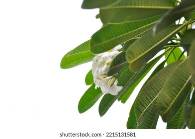 Frangipani, Frangipani Flower Or Pagoda Tree On White Background