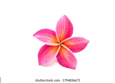Frangipani flower (plumeria) isolated on white background.