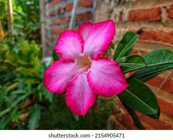 2,293 Viral flower Images, Stock Photos & Vectors | Shutterstock