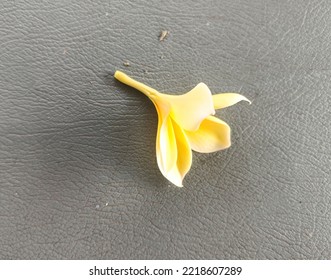 Frangipani Flower Texture With Gray Background On Top Angle