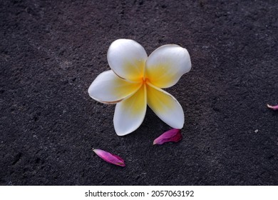 The frangipani flower is very beautiful and fragrant on the stone
