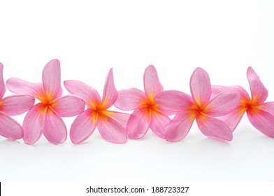 Frangipani Flowers For Border